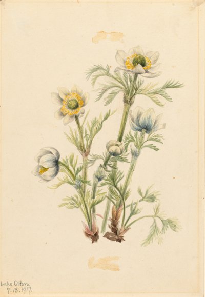 Plume Anemone (Pulsatilla occidentalis) av Mary Vaux Walcott