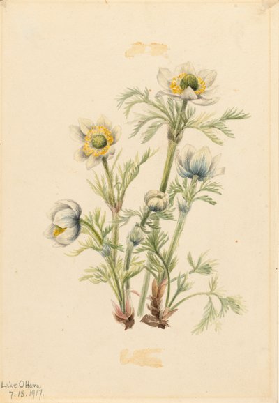 Plume Anemone Pulsatilla occidentalis, 1917. av Mary Vaux Walcott