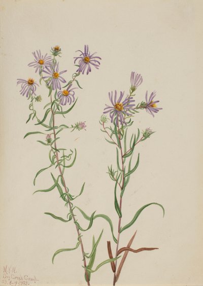 Prairie Aster Aster campestris, 1923. av Mary Vaux Walcott