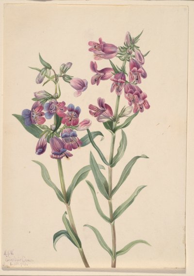  av Mary Vaux Walcott