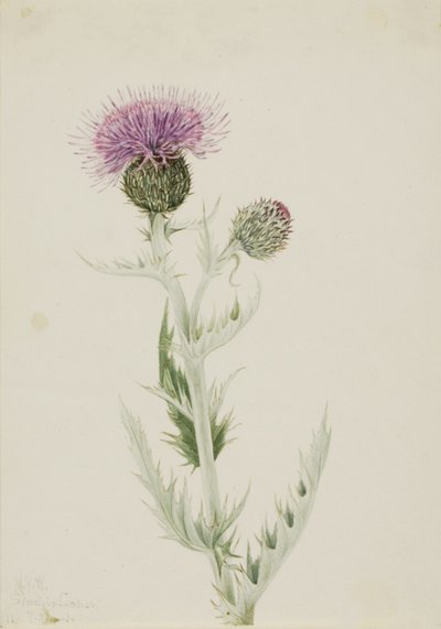  av Mary Vaux Walcott