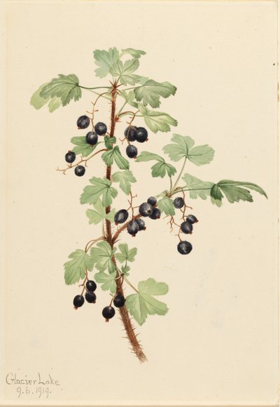  av Mary Vaux Walcott