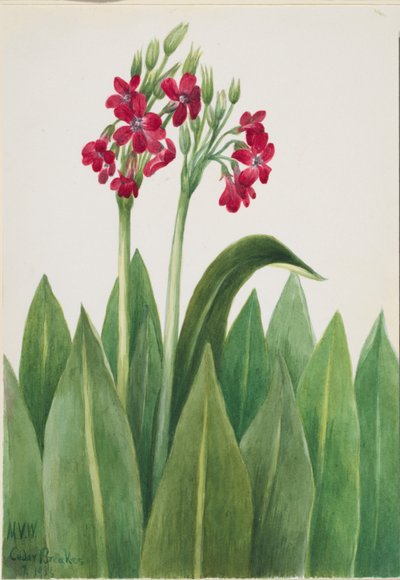  av Mary Vaux Walcott