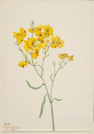  av Mary Vaux Walcott