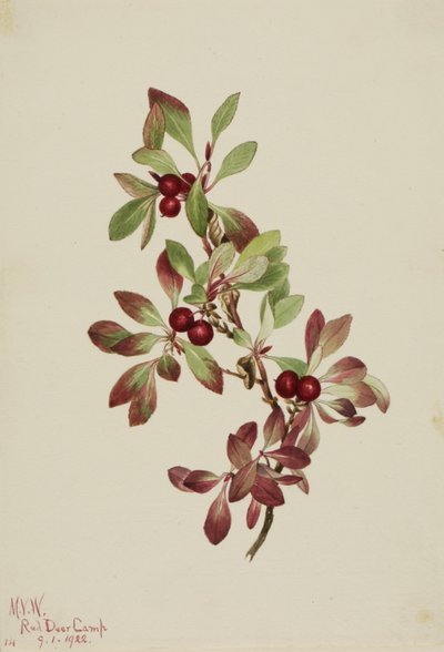  av Mary Vaux Walcott