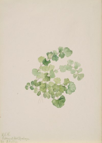 Puccoon Lithospermum ruderale, 1923. av Mary Vaux Walcott