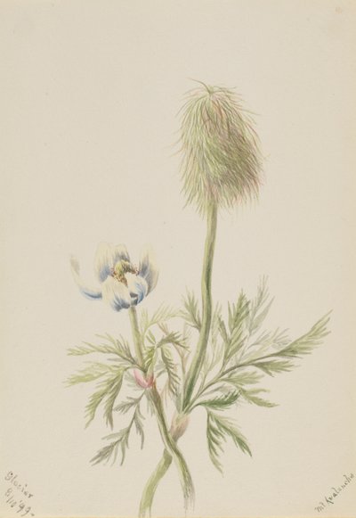  av Mary Vaux Walcott