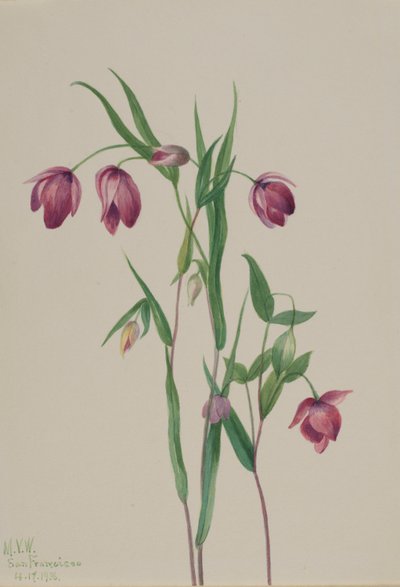  av Mary Vaux Walcott
