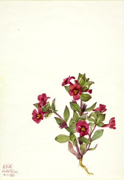  av Mary Vaux Walcott