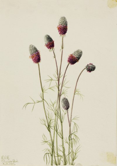  av Mary Vaux Walcott