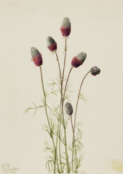 Purple Prairieclover Petalostemon purpureum, 1927. av Mary Vaux Walcott