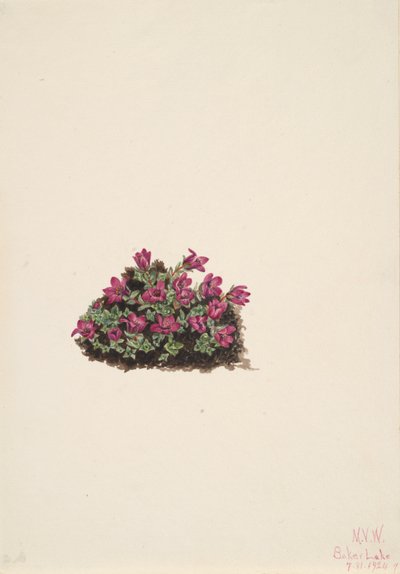 Purple Saxifrage Saxifraga oppositifolia, 1924. av Mary Vaux Walcott