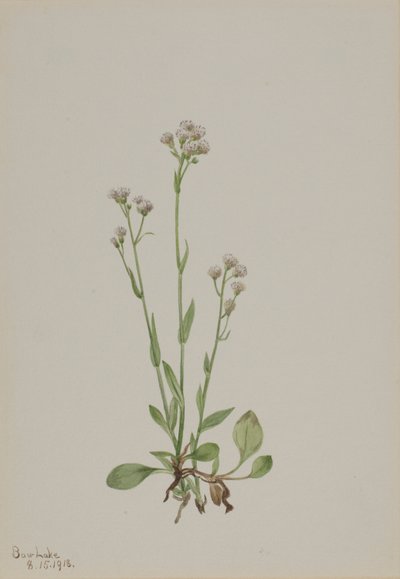  av Mary Vaux Walcott