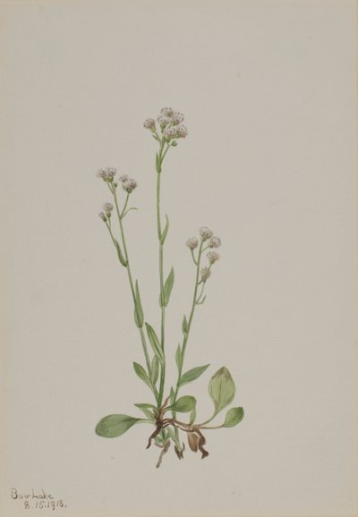 Pussy-Toes Antennaria racemosa, 1918. av Mary Vaux Walcott