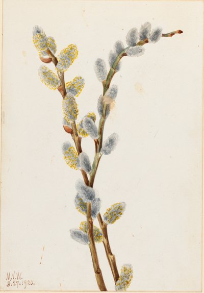 Pussy Piletre (Salix discolor) av Mary Vaux Walcott