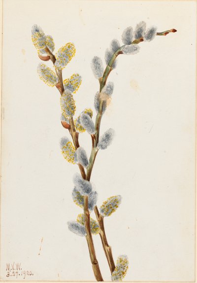 Pussy Willow Salix misfarget, 1920. av Mary Vaux Walcott
