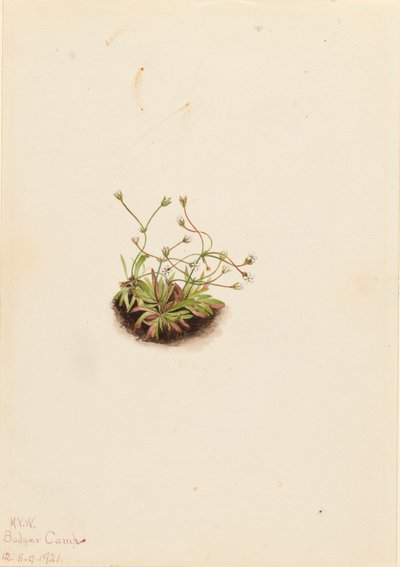 Pygmy Androsace Androsace subumbellata, 1921. av Mary Vaux Walcott