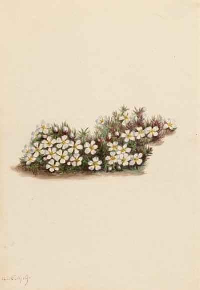 Pyxie Pyxidanthera barbulata, 1919. av Mary Vaux Walcott