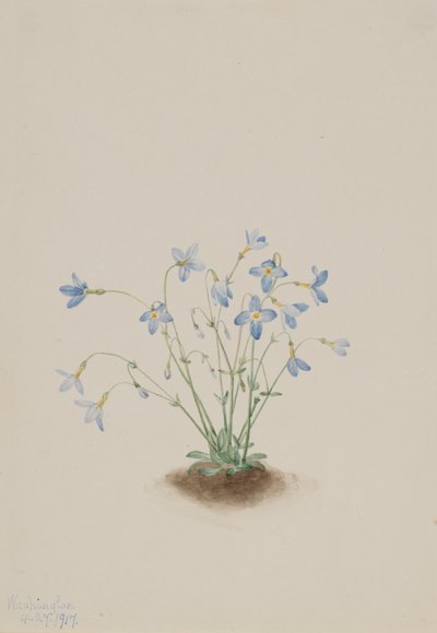 Quakerladies Houstonia caerulea, 1917. av Mary Vaux Walcott