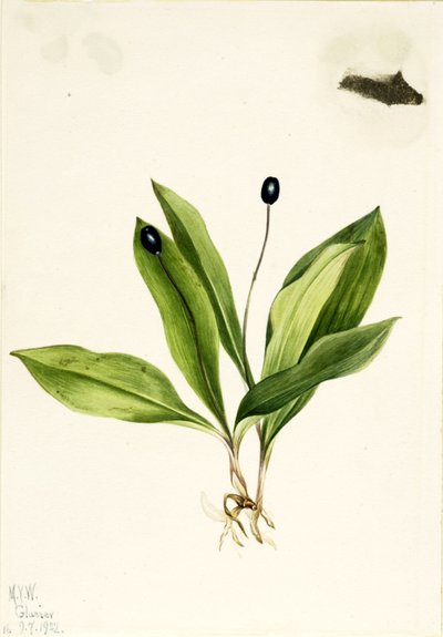  av Mary Vaux Walcott