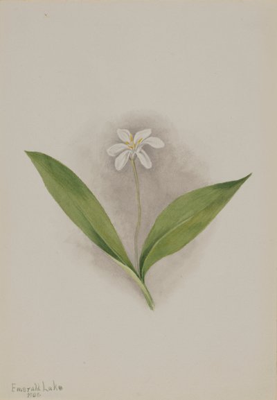 Queencup Clintonia uniflora, 1902. av Mary Vaux Walcott