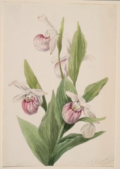  av Mary Vaux Walcott