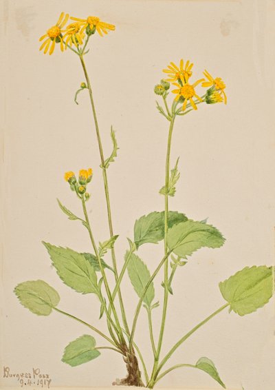 Ragwort Senecio burkei, 1917. av Mary Vaux Walcott