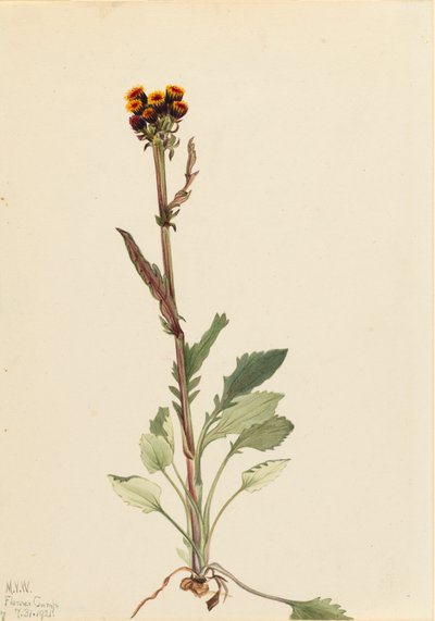 Rayless Groundsel Senecio pauciflorus, 1921. av Mary Vaux Walcott