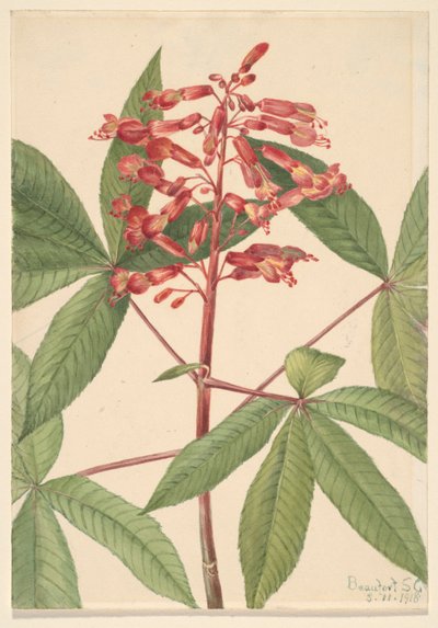  av Mary Vaux Walcott