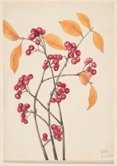 Røde Chokeberry Aronia arbutifolia, 1920. av Mary Vaux Walcott