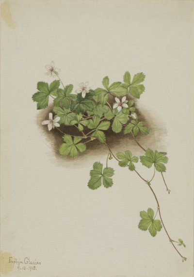 Rød duggbær (Rubus pedatus) av Mary Vaux Walcott