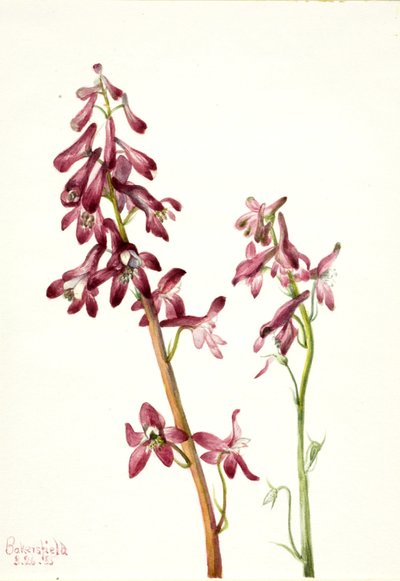 Rød ridderspore (Delphinium nudicale) av Mary Vaux Walcott
