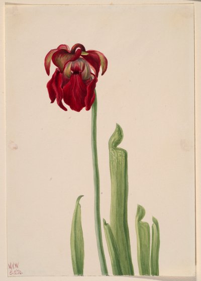  av Mary Vaux Walcott