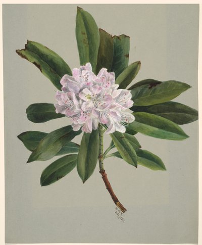 Rhododendron Rhododendron maksimum, 1880. av Mary Vaux Walcott
