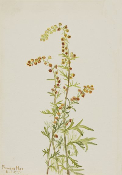 Rock Wormwood Artemisia discolor, 1917. av Mary Vaux Walcott