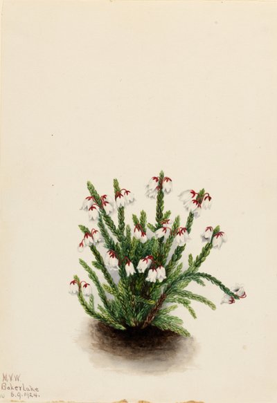  av Mary Vaux Walcott