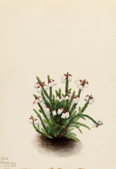 Rocky Mountain Cassiope Cassiope mertensiana, 1924. av Mary Vaux Walcott