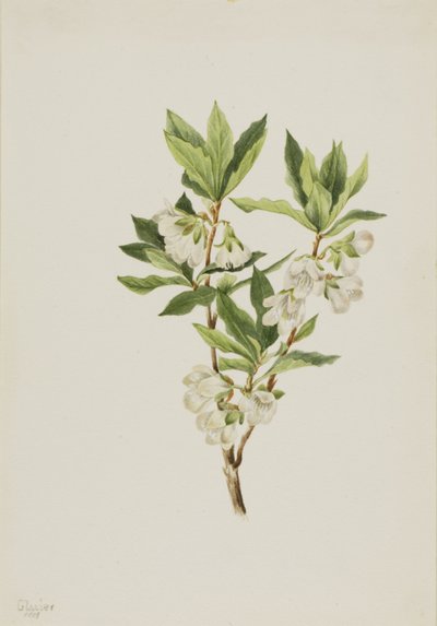  av Mary Vaux Walcott