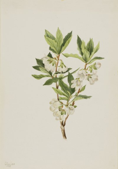 Rocky Mountain Rhododendron Rhododendron albiflorum, 1901. av Mary Vaux Walcott
