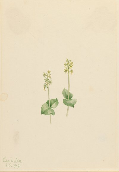 Rocky Mountain Twayblade Ophrys necrophylla, 1919. av Mary Vaux Walcott
