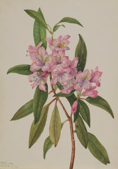 Rose-Bay Rhododendron Rhododendron carolinianum, 1932. av Mary Vaux Walcott