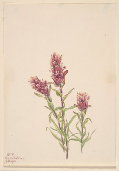 av Mary Vaux Walcott