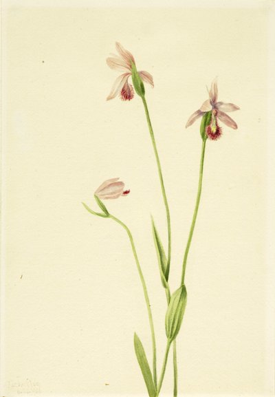  av Mary Vaux Walcott