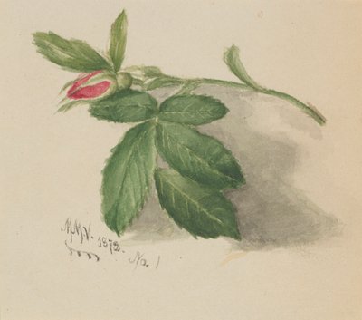  av Mary Vaux Walcott
