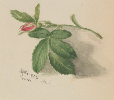 Rosebud, 1872. av Mary Vaux Walcott