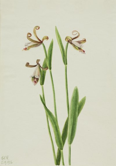  av Mary Vaux Walcott