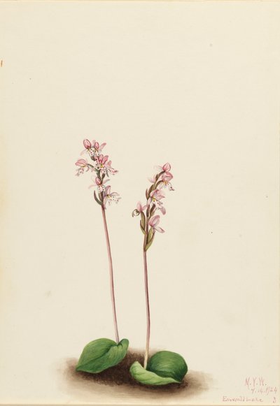 Roundleaf Orchis Orchis rotundifolia, 1924. av Mary Vaux Walcott