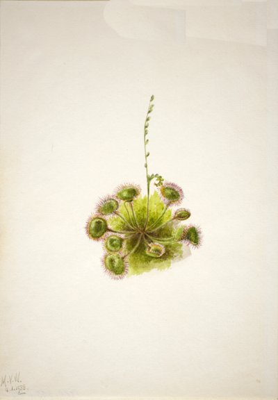 Rundbladssoldugg Drosera rotundifolia, 1933. av Mary Vaux Walcott