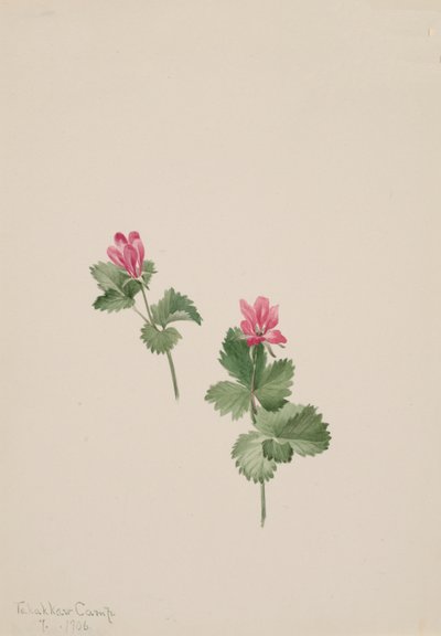 Arktisk bush, 1881. av Mary Vaux Walcott