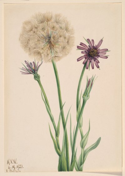  av Mary Vaux Walcott